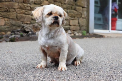 Étalon Lhassa Apso - Tess Der Lenn