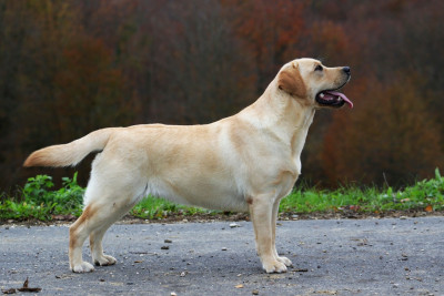 Étalon Labrador Retriever - mirakul ice queen