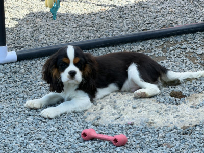 Étalon Cavalier King Charles Spaniel - Apollon Of little by little