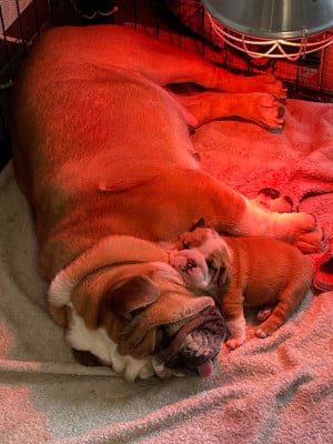 Étalon Bulldog Anglais - UPP'S Du Royaume De Goban