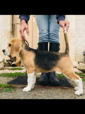 Étalon Beagle - Altesse Des Chants Du Moulin