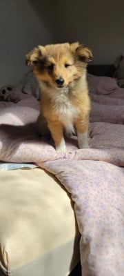 Étalon Shetland Sheepdog - Brezel Heol De La Ria Triskela