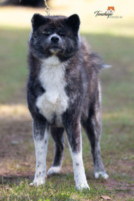 Étalon Akita - Tenshiyo Kensha Virtue Meiyo