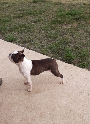 Étalon Boston Terrier - Boston Attitude Valkyrie