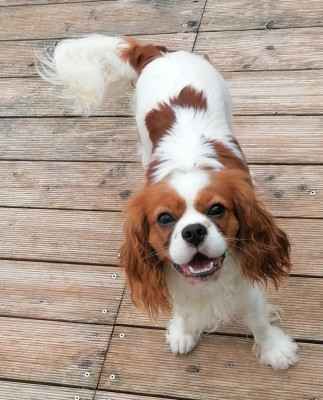Étalon Cavalier King Charles Spaniel - UNTEMPORELLE Du Petit Brillouard