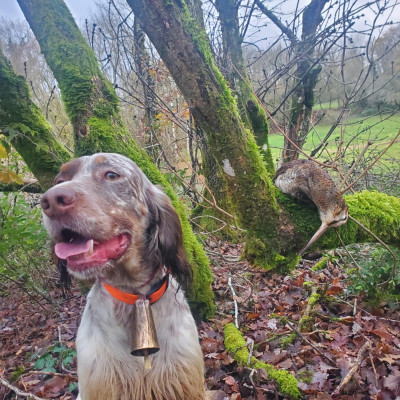 Étalon Setter Anglais - TR. CH. Du Sous Bois De Balmette Roméo