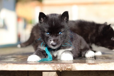 Étalon Siberian Husky - Lupu Di Castagniccia A BLACK LEGEND 