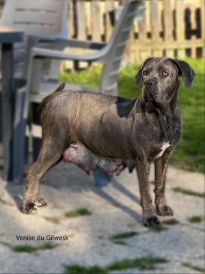Étalon Cane Corso - venise du Gilwesk