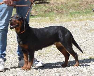 Étalon Chien courant slovaque - Alesia Du Marais De Licendre