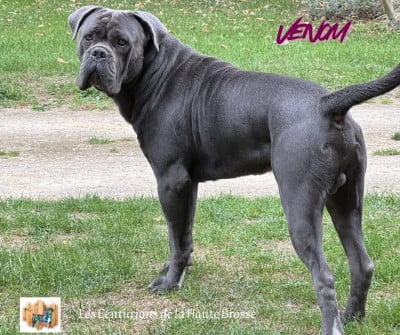 VENOM Des Centurions De La Haute Brosse