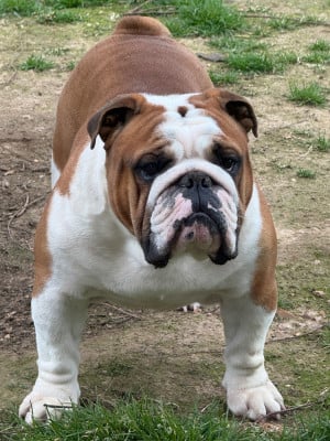 Étalon Bulldog Anglais - CH. Ulbarritz The Bull's Of Sweetness Marchal