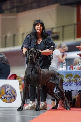 Étalon Dogue allemand - APPOKA'LIPPS De La Guilde Des Néphilims