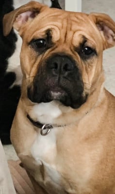 Étalon Bulldog continental - Uby des Terres de Groie