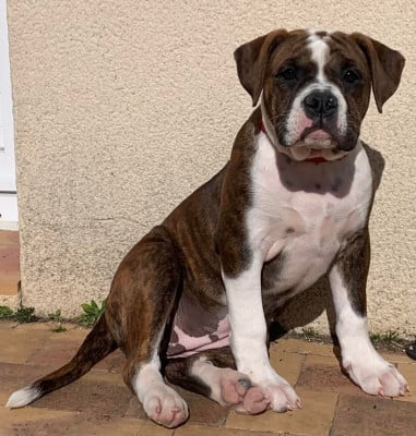 Étalon Bulldog continental - Ayona des Terres de Groie