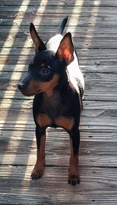 Étalon Pinscher nain - Alpha Des Légendes du Val d'Argos