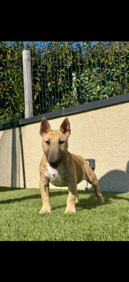 Étalon Bull Terrier Miniature - Byron Du Domaine De Canja