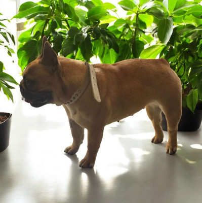 Étalon Bouledogue français - T-daisy (Sans Affixe)