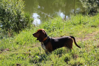 Étalon Basset Hound - VENUS Des Poe D'Hina