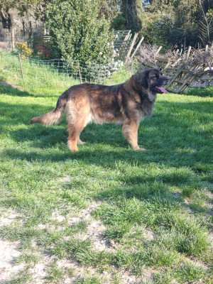 Étalon Leonberger - Sallie joe de l arche de caux Titre Initial