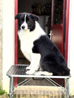 Étalon Border Collie - After All Carpe Diem Of Shamrock Queen