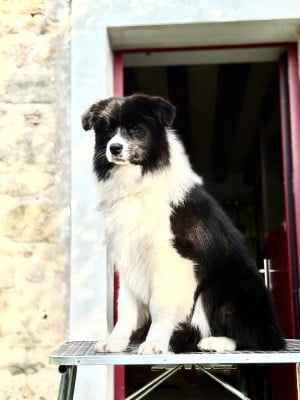 Étalon Border Collie - Addicted to Happiness Of Shamrock Queen