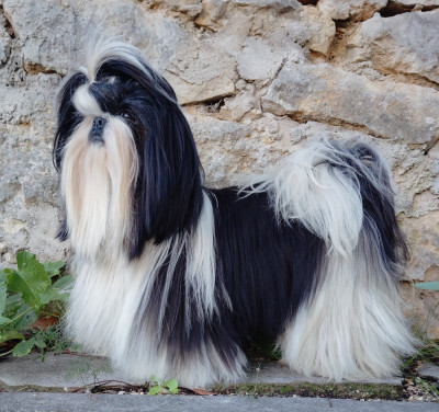 Étalon Shih Tzu - Vanda des Alpilles en Provence