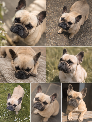 Étalon Bouledogue français - Toscane (Sans Affixe)