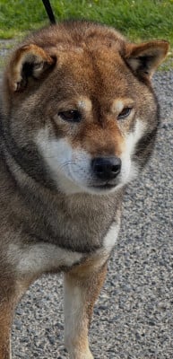 Étalon Shiba - RYO Jr - domaine du clos benoit