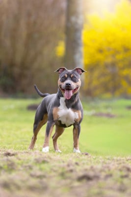 Étalon American Staffordshire Terrier - A beautiful princess Kira Of Ghost's Empire
