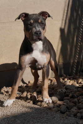 Étalon American Staffordshire Terrier - Absolute king athlas (Sans Affixe)