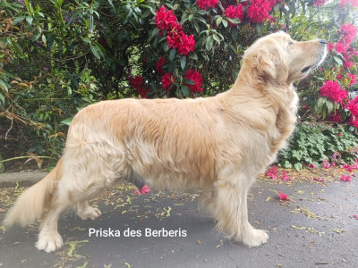Priska des Berberis