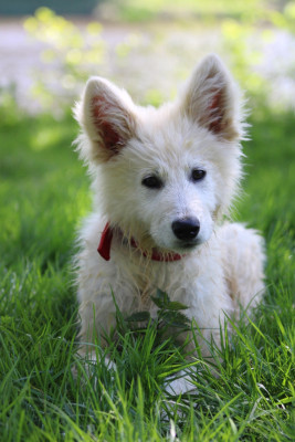 Étalon Berger Blanc Suisse - Borée Des Traces De Loup