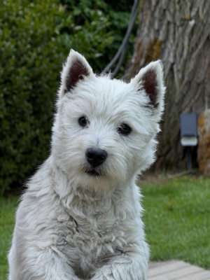 Étalon West Highland White Terrier - Quentin's Touch Avant toi