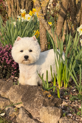 Étalon West Highland White Terrier - Quentin's Touch Vedette