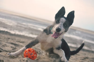 Étalon Border Collie - Coyotedog Zela