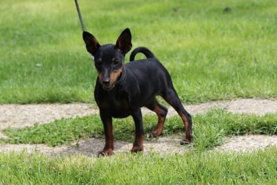 Étalon Pinscher nain - Beili La Grande Muraille de Chine des Princes Pinscher