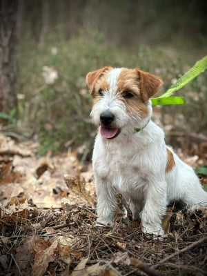 Étalon Jack Russell Terrier - Ugo Boss Des Joyaux De La Pompadour