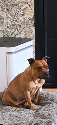 Étalon Staffordshire Bull Terrier - Ayrona of fire shadow legend