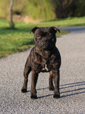 Étalon Staffordshire Bull Terrier - Hot Rever’s VANTAKAM