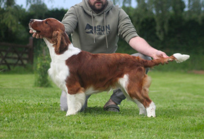 Étalon Welsh Springer Spaniel - glenbrows RAPTURE