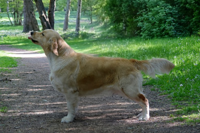 Étalon Golden Retriever - Your Highness Alba Du Vivier Au Bois