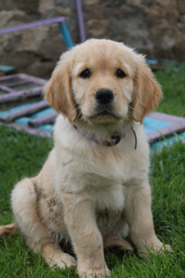 Étalon Golden Retriever - Back to me Lyla Du Val Chantellois