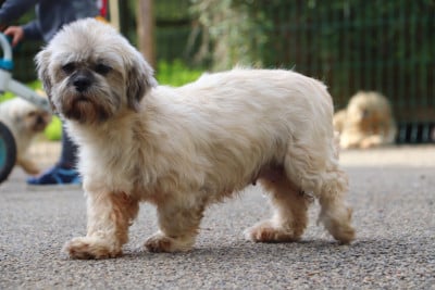 Étalon Lhassa Apso - Vanel Der Lenn
