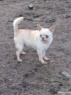 Étalon Chihuahua - UPSY DAISY De La Contrée Des Elfes