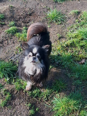 Étalon Chihuahua - TEDDY BEAR De La Contrée Des Elfes