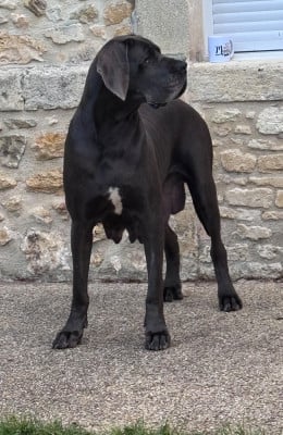 Étalon Dogue allemand - VAIANA Du Domaine De Jappeloup