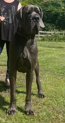 Étalon Dogue allemand - ULTRA SACHA Du Domaine De Jappeloup