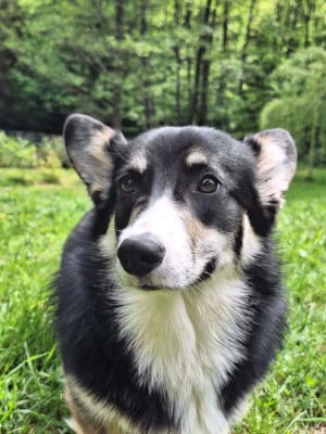 Étalon Welsh Corgi Pembroke - Arlette des Douces Merveilles