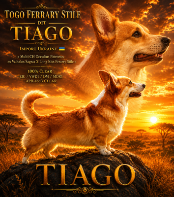 Étalon Welsh Corgi Pembroke - Togo ferarry stile