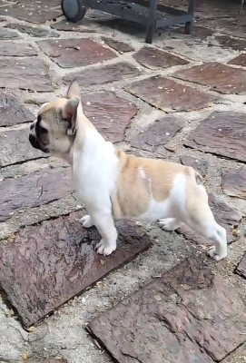 Étalon Bouledogue français - BERRY VANILLA Des Petites Madeleines